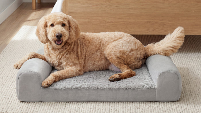 Dog lying on a gray Bear dog bed in a home setting